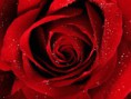 /album/foto-galerimiz/a-red-rose-for-you-jpg3/